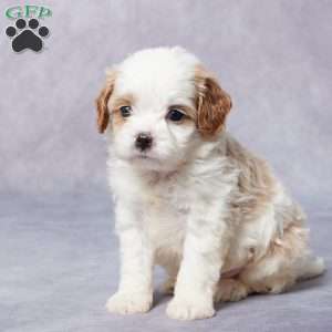 Max, Cavapoo Puppy